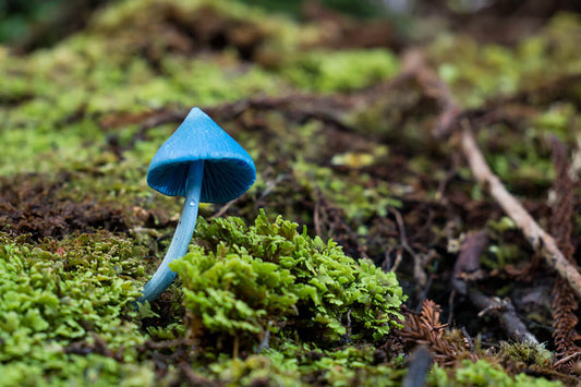 CVNZ: Uniting People and Nature for a Flourishing World