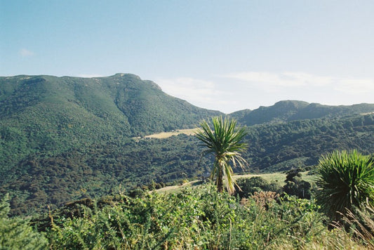 Hinewai Reserve - A testament to conservation