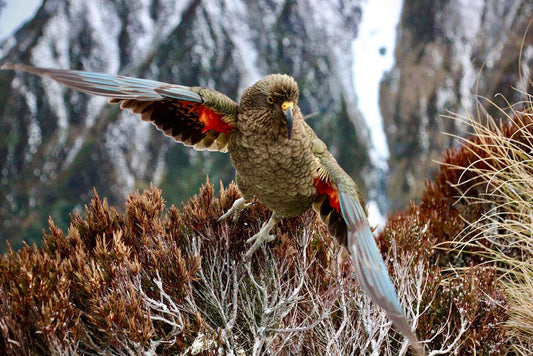 Protecting New Zealand's Kea