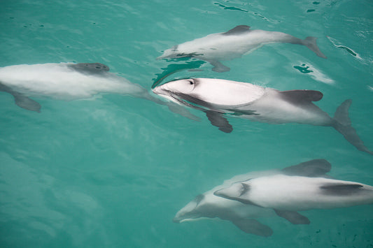Endemic dolphins need help